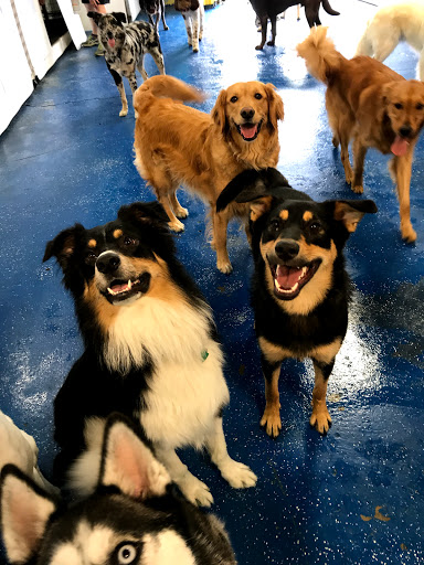 Canine trainers Milwaukee