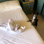 Photo n°4 de l'avis de Davide.l fait le 02/08/2020 à 23:34 sur le  Hotel Storione à Lido di Jesolo