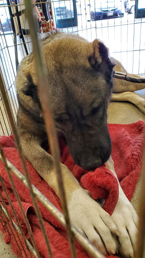 Pet Supply Store «Pet Supply Santa Clarita», reviews and photos, 26831 Bouquet Canyon Rd, Santa Clarita, CA 91350, USA