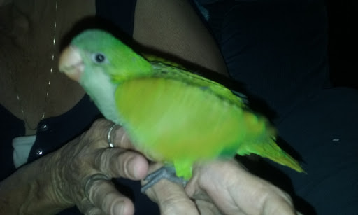 Bird Shop «Varietees Bird Shop», reviews and photos, 60 Meramec Valley Plaza, Valley Park, MO 63088, USA