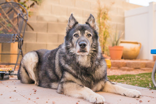 Pet Supply Store «Petco Animal Supplies», reviews and photos, 645 S Green Valley Pkwy, Henderson, NV 89052, USA