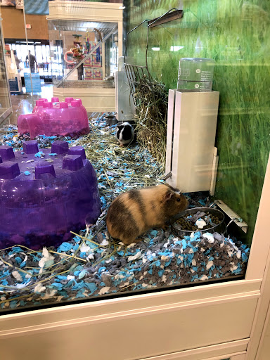 Pet Supply Store «PetSmart», reviews and photos, 1115 Vidina Pl, Oviedo, FL 32765, USA