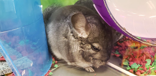 Pet Supply Store «PetSmart», reviews and photos, 2435 Prairie Center Pkwy, Brighton, CO 80601, USA