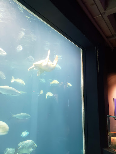 Parking Garage «SC Aquarium Garage», reviews and photos, 24 Calhoun St, Charleston, SC 29401, USA