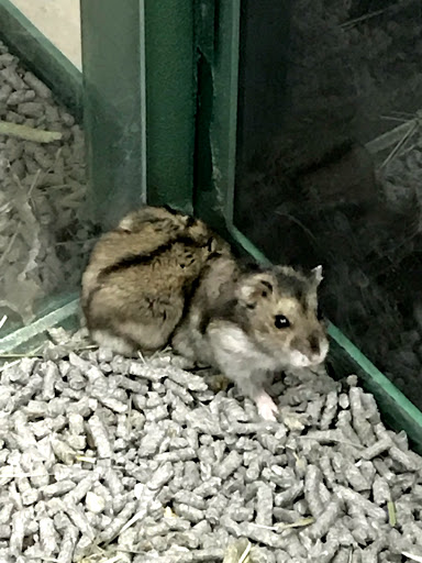 Pet Store «Petland Vineyard - San Antonio», reviews and photos, 1309 North Loop 1604 W #101, San Antonio, TX 78258, USA