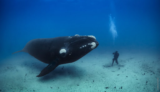 Performing Arts Theater «The Smith Center», reviews and photos, 361 Symphony Park Avenue, Las Vegas, NV 89106, USA