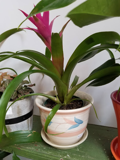 Florist «Little Shop of Flowers», reviews and photos, 2421 18th St NW, Washington, DC 20009, USA