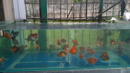 双溪金鱼锦鲤养殖场