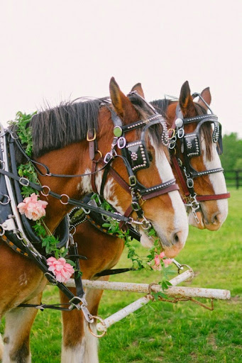 Wedding Venue «The Event Barn at Mount Ida Farm», reviews and photos, 6903 Blenheim Rd, Scottsville, VA 24590, USA