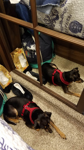 Pet Supply Store «Petco Animal Supplies», reviews and photos, 1704 US Hwy 27 S, Sebring, FL 33870, USA