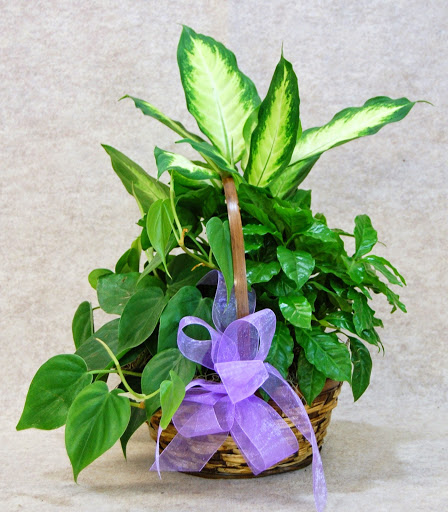 Florist «Westminster Flowers and Gifts», reviews and photos, 8000 N Federal Blvd, Westminster, CO 80031, USA