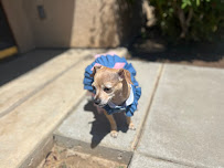 VIP Petcare Vaccination Clinic - Photo 7 - Car repair in Lodi, CA, Stockton