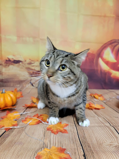 Pet Groomer «One Stop Pet Shop Inc», reviews and photos, 1375 Chestnut St # 103, Emmaus, PA 18049, USA