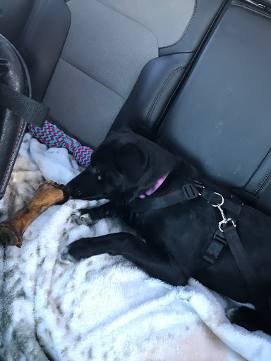 Pet Supply Store «PetSmart», reviews and photos, 2216 E Springs Dr, Madison, WI 53704, USA