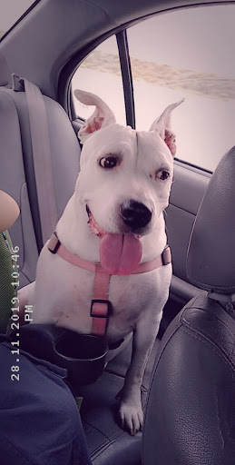 Pet Store «Pet Planet Ridgeview», reviews and photos, 2910 N Power Rd #103, Mesa, AZ 85215, USA