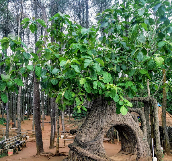 Hutan Pinus Sendangsari Spot Foto Jogja Dari Ketinggian Hutan Pinus Sendangsari Spot Foto Jogja Dari Ketinggian