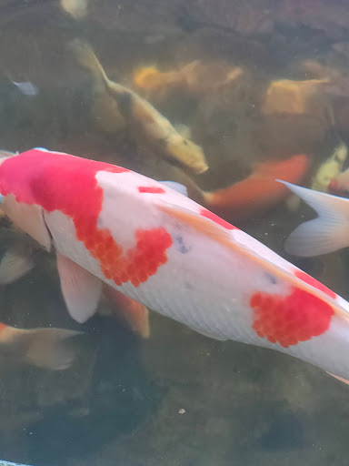 Top 20 cửa hàng cá koi Huyện Kiến Thụy Hải Phòng 2022