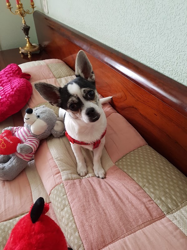 Imagen de Clínica Veterinaria Ostende (2 de 2)