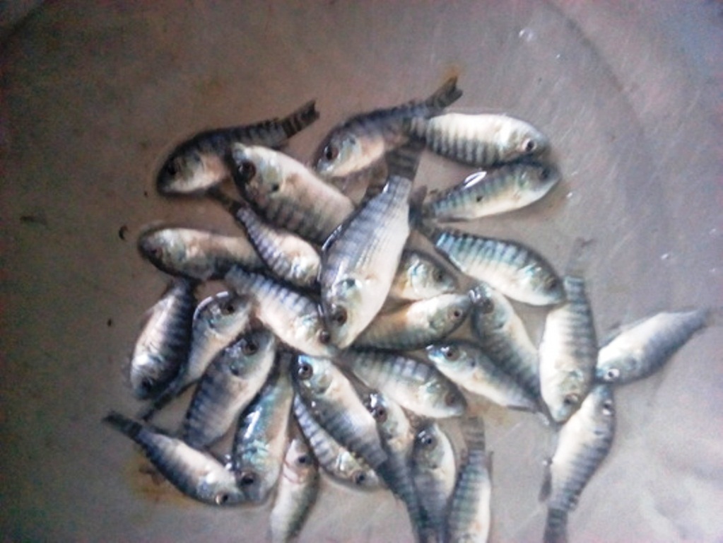 Aquaculture consultancy Tanzania