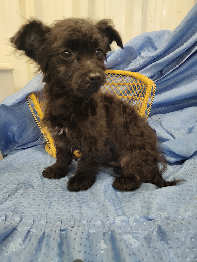 abracadabra munckins