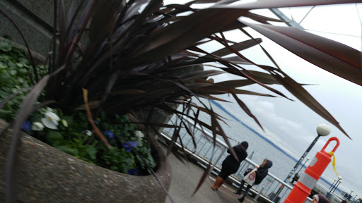 Park «Waterfront Park», reviews and photos, 1401 Alaskan Way, Seattle, WA 98101, USA