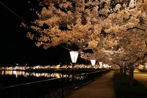Ueno Sakura Park image