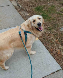 Paws to Consider Dog Walkers Newton - Photo 6 - Car repair in , Boston