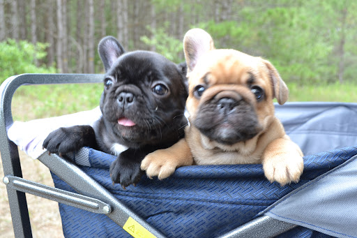 Jaklin s Bulldogs. French Bulldog breeder & puppies for adoption