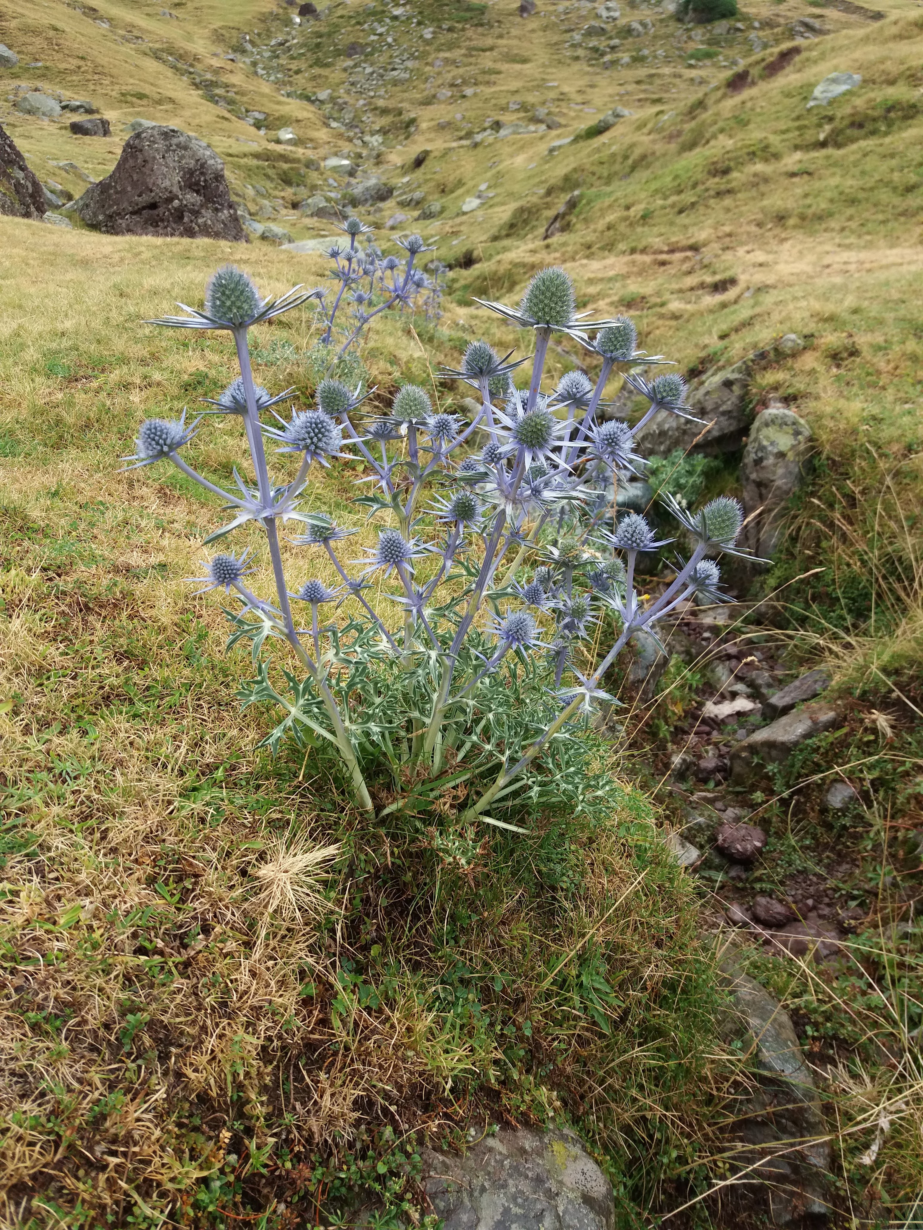 Photo n° 1 de l'avis de Thierry.h fait le 30/08/2020 à 20:22