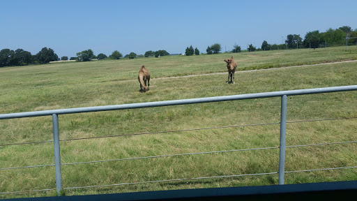 Ranch «Sharkarosa Wildlife Ranch», reviews and photos, 11670 Massey Rd, Pilot Point, TX 76258, USA