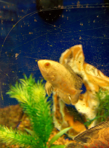 Pet Supply Store «PetSmart», reviews and photos, 100 108th Ave NE, Bellevue, WA 98004, USA