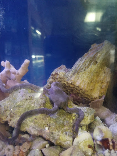 Tropical Fish Store «Westside Aquarium & Pets», reviews and photos, 3402 S Dale Mabry Hwy, Tampa, FL 33629, USA