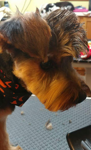 Pet Groomer «Precious Paws Pet Grooming», reviews and photos, 1807 Franklin St, Michigan City, IN 46360, USA