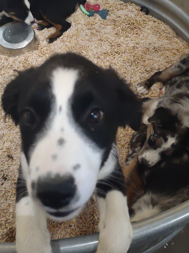 Pet Store «Critter Cabana - Wilsonville», reviews and photos, 8406 SW Main St #200, Wilsonville, OR 97070, USA