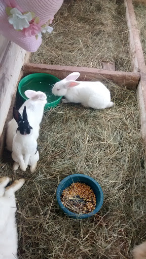 Zoo «Bailiwick Animal Park and Riding Stables», reviews and photos, 118 Castle Rd, Catskill, NY 12414, USA