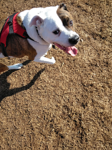 Dog Park «Murfreesboro Bark Park», reviews and photos, 1540 W College St, Murfreesboro, TN 37130, USA