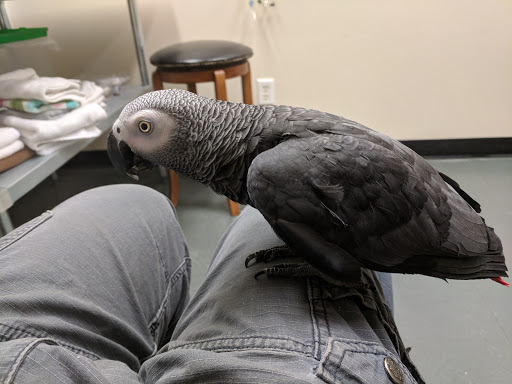Night Owl Bird Hospital image