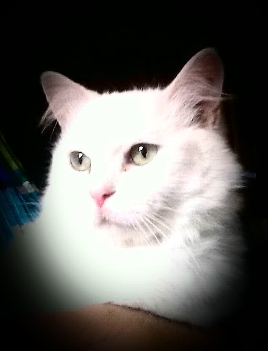 Pet Supply Store «Pet Supplies Plus», reviews and photos, 5708 State St, Saginaw, MI 48603, USA