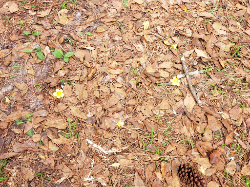 Nature Preserve «Gator Creek Reserve», reviews and photos, 9725 US Hwy 98 N, Lakeland, FL 33809, USA