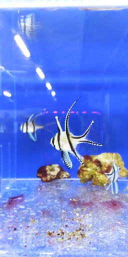 Pet Store «The Pet Zone», reviews and photos, 20 W Oak St, Pittston, PA 18640, USA