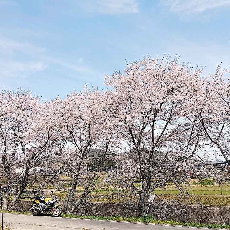 長尾の桜並木
