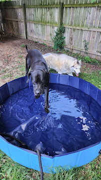 Raven's K9 to 5 Pet Services - Photo 5 - Car repair in Louisville, KY, Louisville