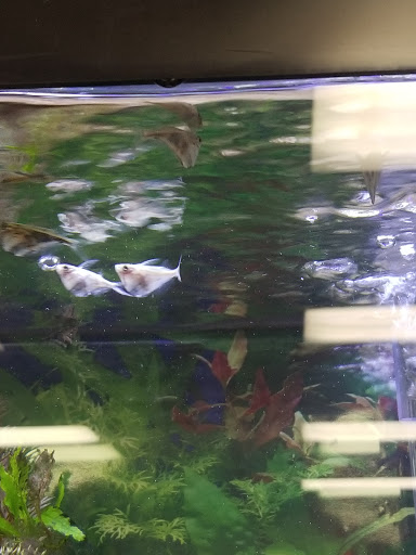 Tropical Fish Store «Aquatic Dog», reviews and photos, 7429 E Iliff Ave, Denver, CO 80231, USA