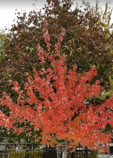 Park «Margaret Donahue Park», reviews and photos, 1230 W School St, Chicago, IL 60657, USA