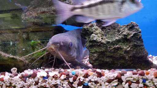 Tropical Fish Store «Ocean Design Aquarium», reviews and photos, 7542 W Addison St, Chicago, IL 60634, USA