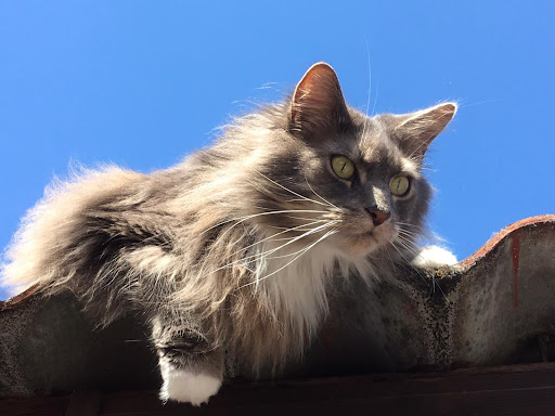 Schnauzenschick - Katzen- und Hundefrisör unter Dörzbach, 