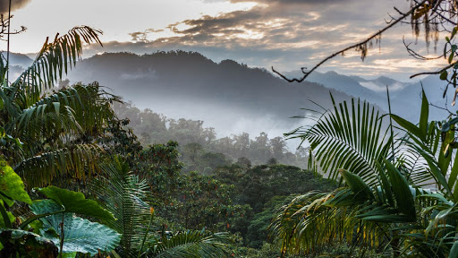 Santa Lucia Cloud Forest Ecolodge - Reserve Santa Lucia