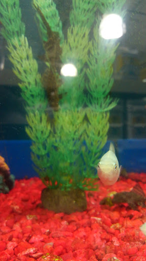 Pet Supply Store «Pet Supplies Plus», reviews and photos, 64920 Van Dyke, Washington, MI 48095, USA