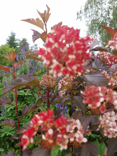 Winery «Brigadoon Wine Co», reviews and photos, 25166 Ferguson Rd, Junction City, OR 97448, USA