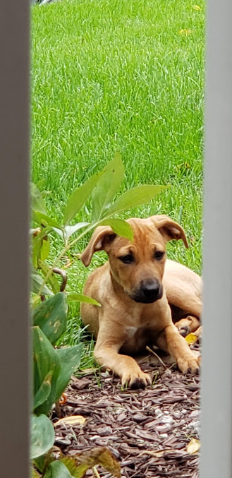 Geneva Lakes Animal Hospital of Walworth